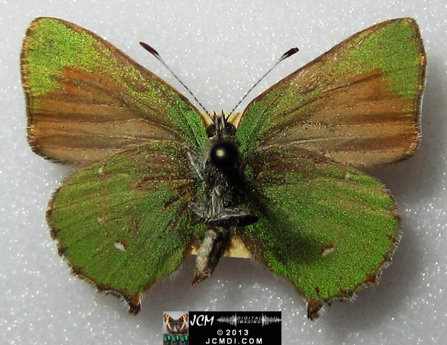 Callophyrs dumetorium dumetorium (Bramble Hairstreak) images